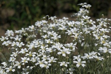 Close up of a lot of little white flowers Cerastium biebersteinii, the boreal chickweed. It is ornamental garden plant.