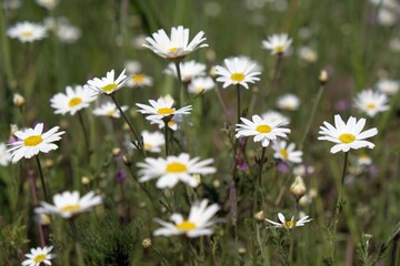A lot of white flowers of Leucanthemum vulgare (ox-eye daisy, oxeye daisy, dog daisy, marguerite) on meadow.