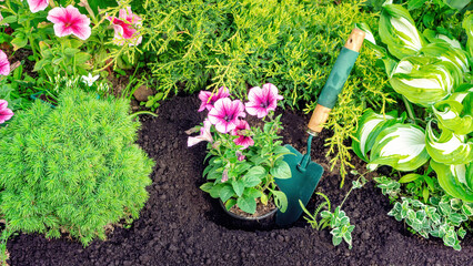 Planting garden flowers concept. Planting seedlings of annual flowers in the soil. A pink petunia...