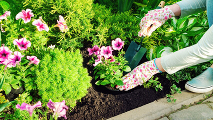 The gardener planting flowers with hand trowel in black soil in a flower bed. Planting seedlings of...