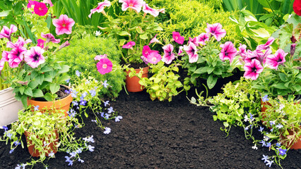 Blooming potted plants on black soil background in garden banner with copy space. Petunias and lobelias in a flower bed surrounded by conifers and hostas. Transplanting plants into the ground.