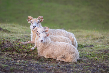 Drei Schafe liegen hintereinander auf einer Wiese und schauen verdutzt zur Kamera.