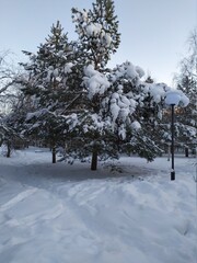 trees in snow