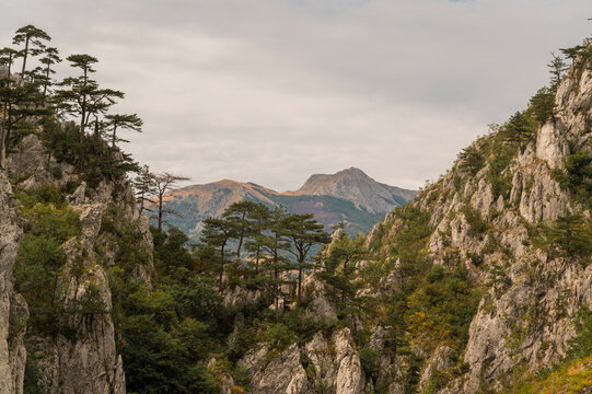 Banat black pine in Domogled Mountains, Romania