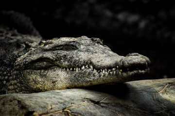 reptil encontrado en chiapas mexico