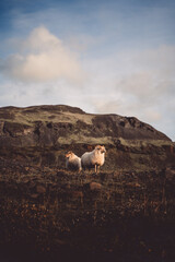 sheep in iceland during sunset