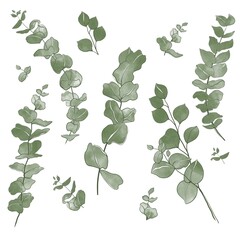 Elements of eucalyptus drawn by hand 