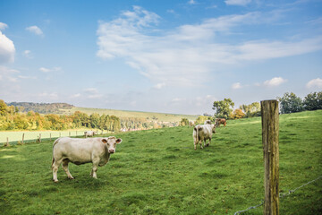 Vaches dans un pré avec vallée en arrière plan