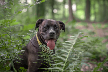 Schwarzer Hund im Wald