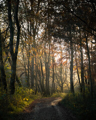 Herbstsonne im Wald