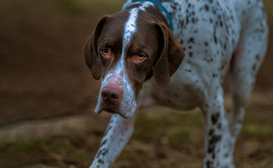 2022-01-26 A CLOSE UP FACICAL PHOTOGRAPH OF A BROWN AND WHITE SHORT HAIRED HUNTING DOG AT MARYMOOR PARK IN REMOND WASHINGTON