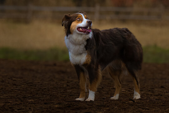2022-01-26 A BROWN AND WHITE AUSTRALIAN SHEPARD WITH GOLD COLORED EYES AT THE MARYMOOR DOG PARK IN REDMOND WASHINGTON