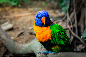 blue and yellow macaw