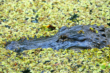Portrait of Alligator floating in a swamp