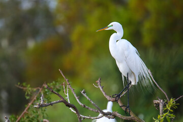 Great Egret (Ardea alba)