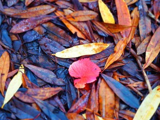 Brightly coloured leaves on the forest floor in autumn