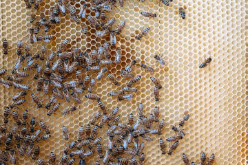 working bees on honey cells. bees on honeycomb in apiary. Honey bees in a beehive on frame. Fresh honey in comb.