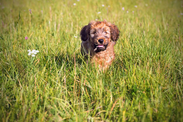 Fototapeta premium Briard puppy with blade of grass in his mouth sits in high meadow grass.