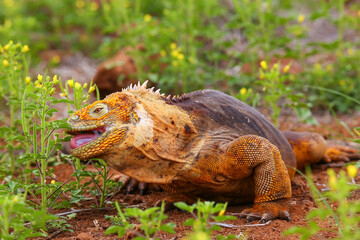 Galapagos Land Iguana eating flowers on North Seymour island, Galapagos National Park, Ecuador