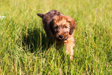 Fluffy briard puppy walking on meadow grass. - 482931027