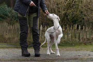 weißer Windhund Welpe lernt Leinenführigkeit