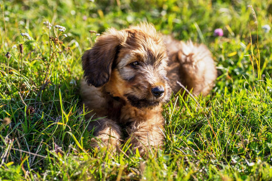 Happy small cute briard puppy lying on grass.