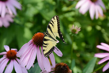 
Swallowtail Butterfly Alighted On Cone Flower