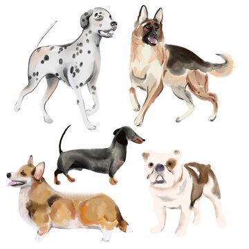 Designer dogs collection isolated on white. Sketch style clipart 