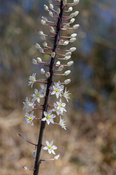Drimia maritima bulbous tall flowering plant, sea squill maritime onion bright white flowers in bloom