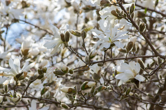 Star Magnolia stellata early spring flowering shrub, flowers with bright white tepals on branches in bloom
