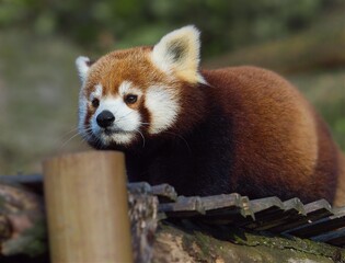 Cute red panda on the wooden bridge in the park (Ailurus fulgens)  