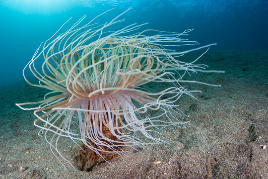 The long, sinuous tentacles of a tube anemone capture planktonic organisms on which it feeds. Tube anemones are common to both tropical and temperate seas.