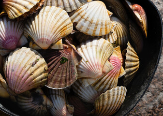 Buckets full of freshly caught scallops
