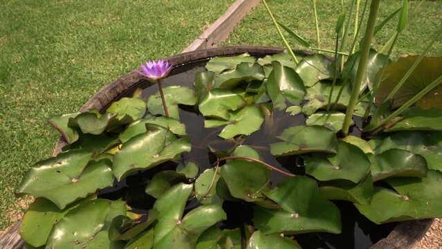 Water plants. Pan of a Nymphaea Tina tropical water lily beautiful floating green leaves and purple flower, growing in a wooden barrel in the garden.