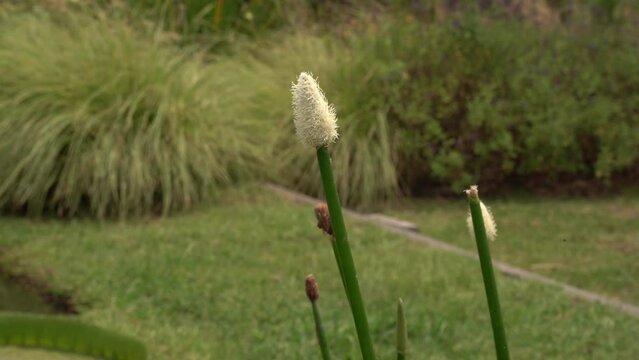 Aquatic plants. Closeup view of an Eleocharis elegans reed, with a green stem and a white hairy flower, blooming in the pond in the garden. 