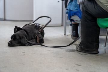 guide dog accompanies a blind man during a train ride on a trip around the city