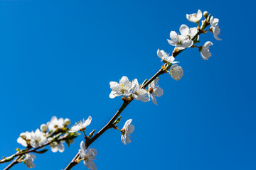 Flowering branch of apricot. Spring background.