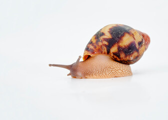 African snail Archachatina Egregia, isolated on a white background