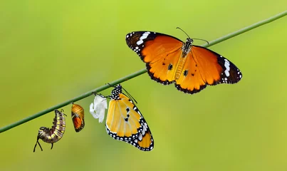 Poster Amazing moment ,Monarch Butterfly , caterpillar, pupa and emerging with clipping path. © blackdiamond67
