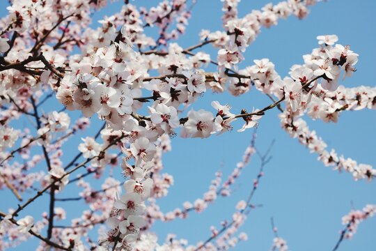 Low Angle View Of Peach Blossoms Against Sky