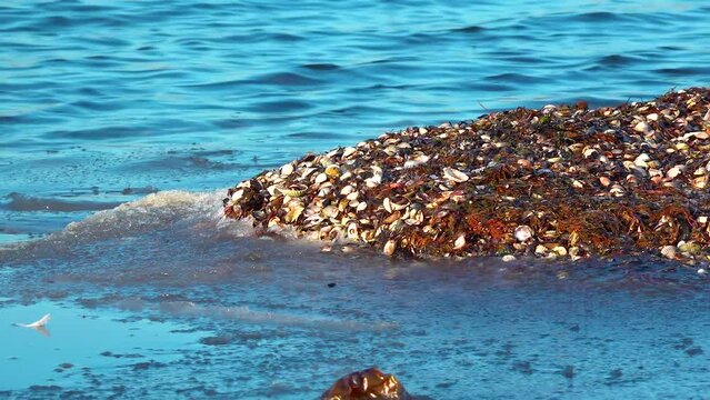 Storm emissions from shells of bivalve molluscs and algae, wetlands of Ukraine, Tiligul estuary