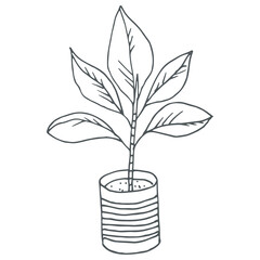 Ficus in a flowerpot. Potted house plant sketch. Hand drawn indoor ficus outline icon in doodle style. Vector liner illustration for print, web, mobile and infographics isolated on white background.  