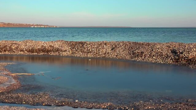 Storm emissions from shells of bivalve molluscs and algae, wetlands of Ukraine, Tiligul estuary