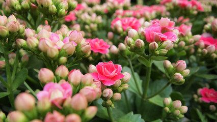 Pink tulips in the garden