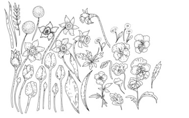 Spring flowers plants hand drawn individual elements large set daffodils pansies tulips doodle ink sketch