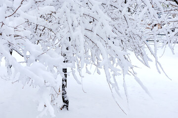 snow covered tree winter frost white snow