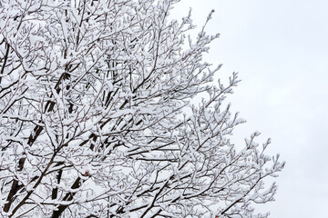 snow-covered tree branches against the sky beautiful winter snow frost