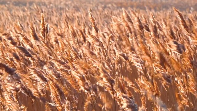 Dry reed sways (Phragmites communis) in the wind, wetlands of Ukraine, Tiligul estuary
