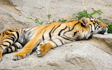 A tiger is relaxing on the rocks