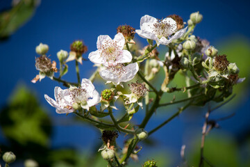 Blackberry blossoms